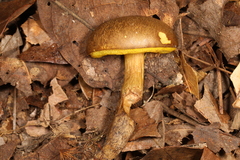 Aureoboletus
