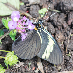 Pereute charops charops