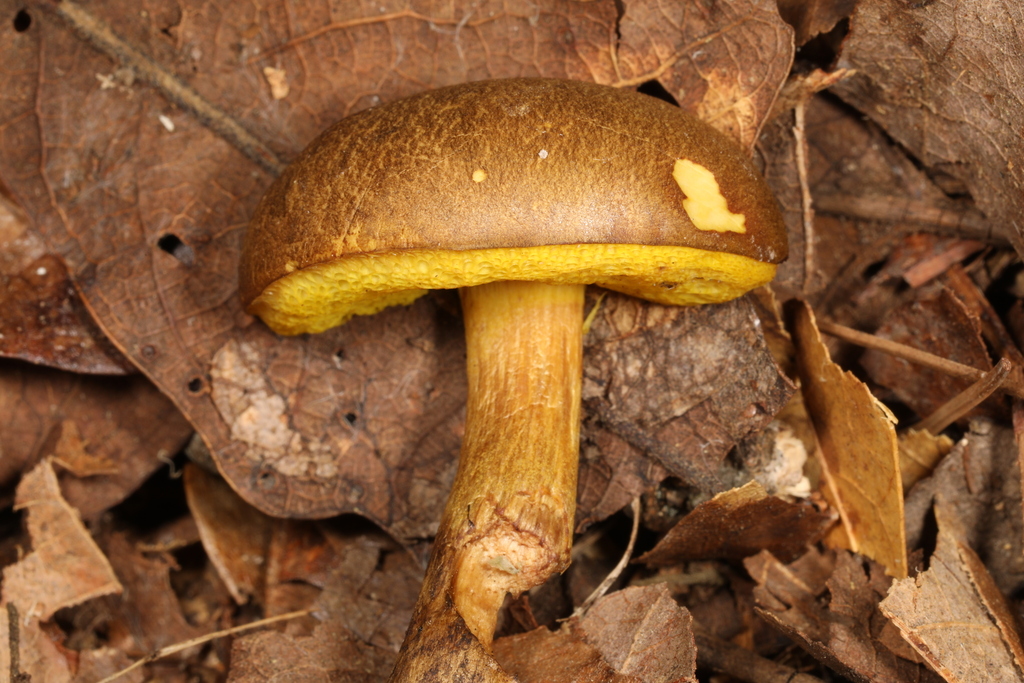 Aureoboletus sp. 'IN04'