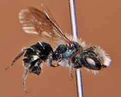 Osmia pumila