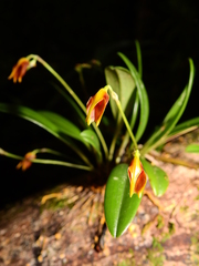 Masdevallia cuprea