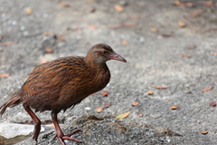 Gallirallus australis scotti