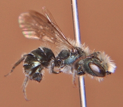 Osmia pumila
