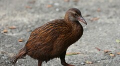 Gallirallus australis scotti