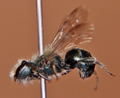 Osmia pumila