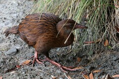Gallirallus australis scotti