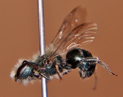 Osmia pumila