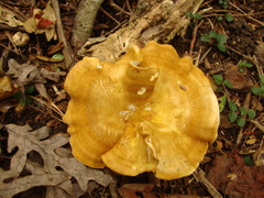 Laeticutis cristata