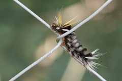 Halysidota ruscheweyhi