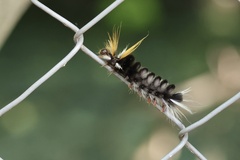 Halysidota ruscheweyhi