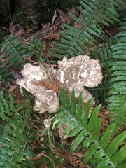 Polyporus decurrens