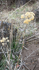 Helichrysum nudifolium