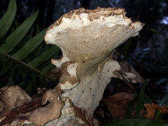Polyporus decurrens
