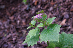 Pericallis papyracea