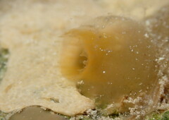 Phlebobranchia