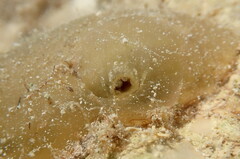 Phlebobranchia