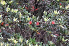 Metrosideros umbellata