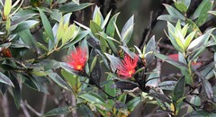 Metrosideros umbellata