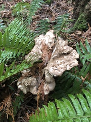 Polyporus decurrens