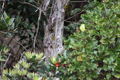 Metrosideros umbellata