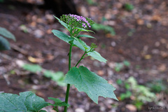 Pericallis papyracea
