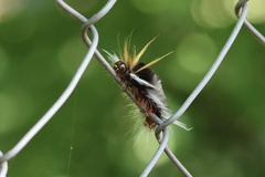 Halysidota ruscheweyhi