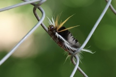 Halysidota ruscheweyhi