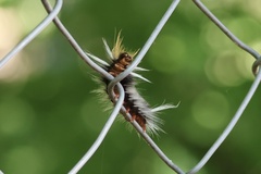 Halysidota ruscheweyhi