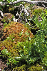 Micranthes odontoloma