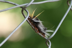 Halysidota ruscheweyhi