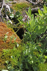 Micranthes odontoloma