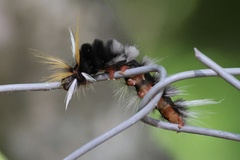 Halysidota ruscheweyhi