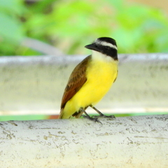 Pitangus sulphuratus