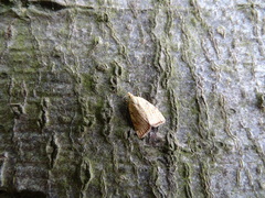 Aleimma loeflingiana