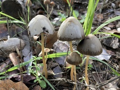 Parasola conopilea