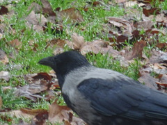 Corvus cornix
