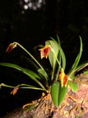 Masdevallia cuprea