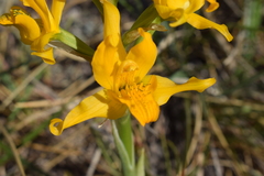 Chloraea alpina