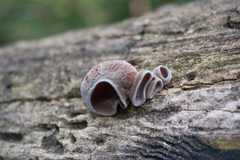 Auricularia fuscosuccinea