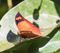 Fountainea eurypyle confusa
