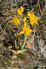 Chloraea alpina