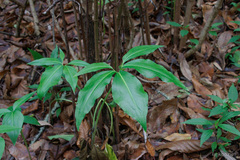 Dracunculus canariensis