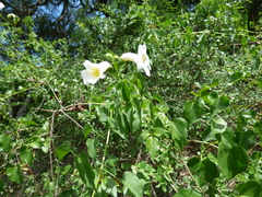 Amphilophium carolinae