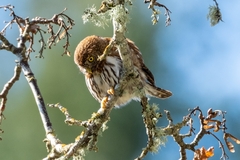 Glaucidium gnoma