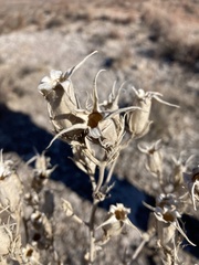 Leucocrinum montanum