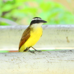 Pitangus sulphuratus