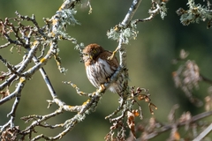 Glaucidium gnoma