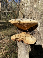 Pseudospongipellis unicolor