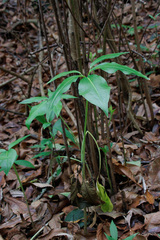 Dracunculus canariensis