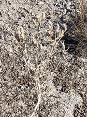 Leucocrinum montanum